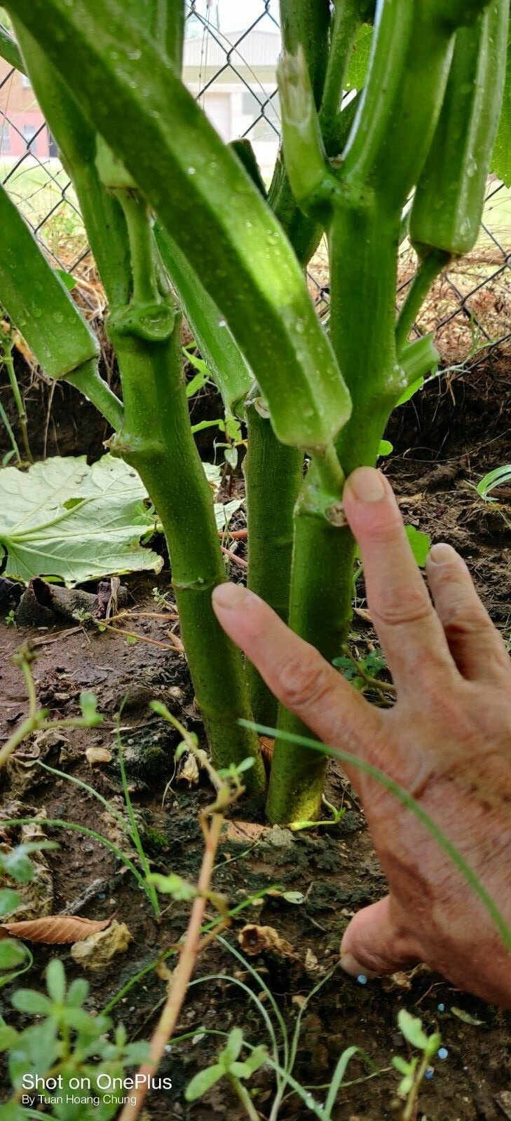 30 Okra Seeds / Đậu Bắp for 2024 season