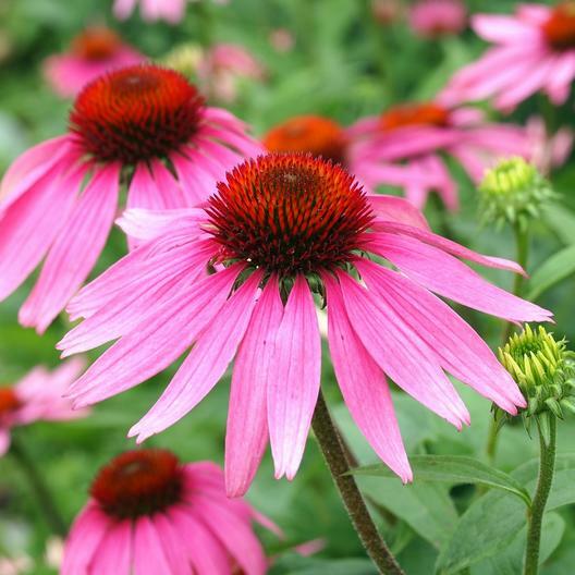 DYNAMIC DUO: ECHINACEA & BLACK EYED SUSAN Mix NA Native Non-GMO 250 Seeds!