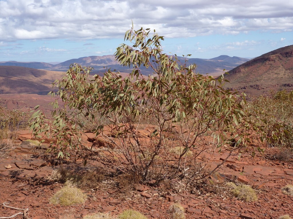 Eucalyptus kingsmillii Seeds – ‘Kingsmill’s Mallee’