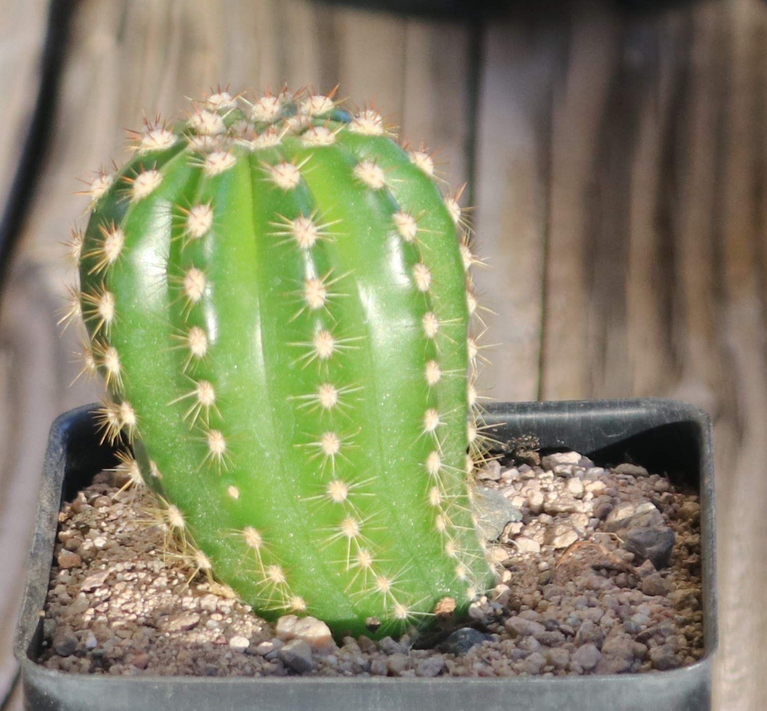 Tricho hybrid ‘Noris’