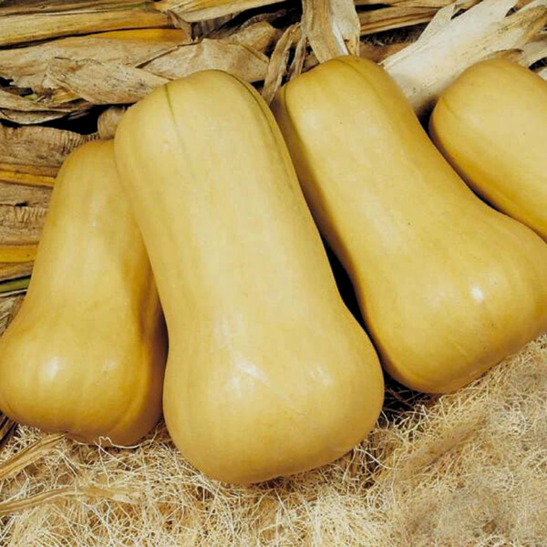 Fresh Waltham Butternut Squash Seeds | Heirloom Non-GMO | Vegetable Seeds