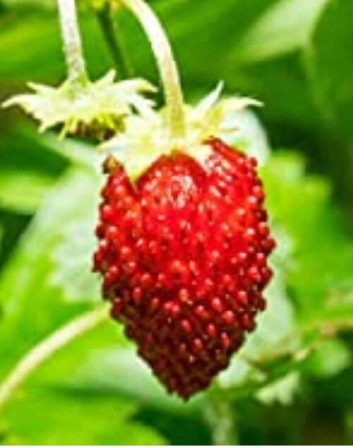 20 + Wild Red Strawberry Seeds