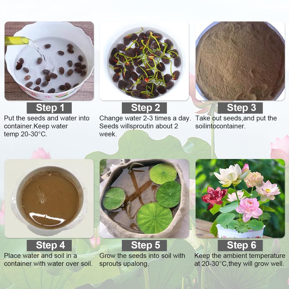 120 Pcs Mixed Color Bonsai Bowl Lotus Seeds,Easily Low Maintenance