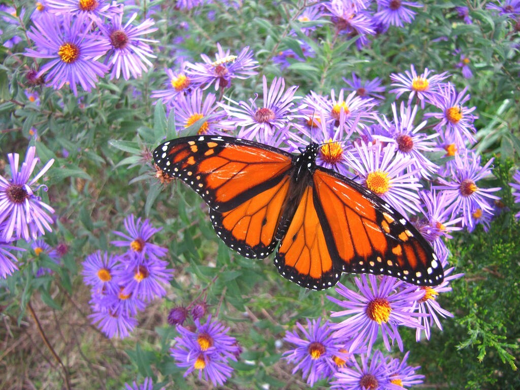 200+NEW ENGLAND ASTER Seeds Perennial Native Wildflower Summer Fall Flowers Easy