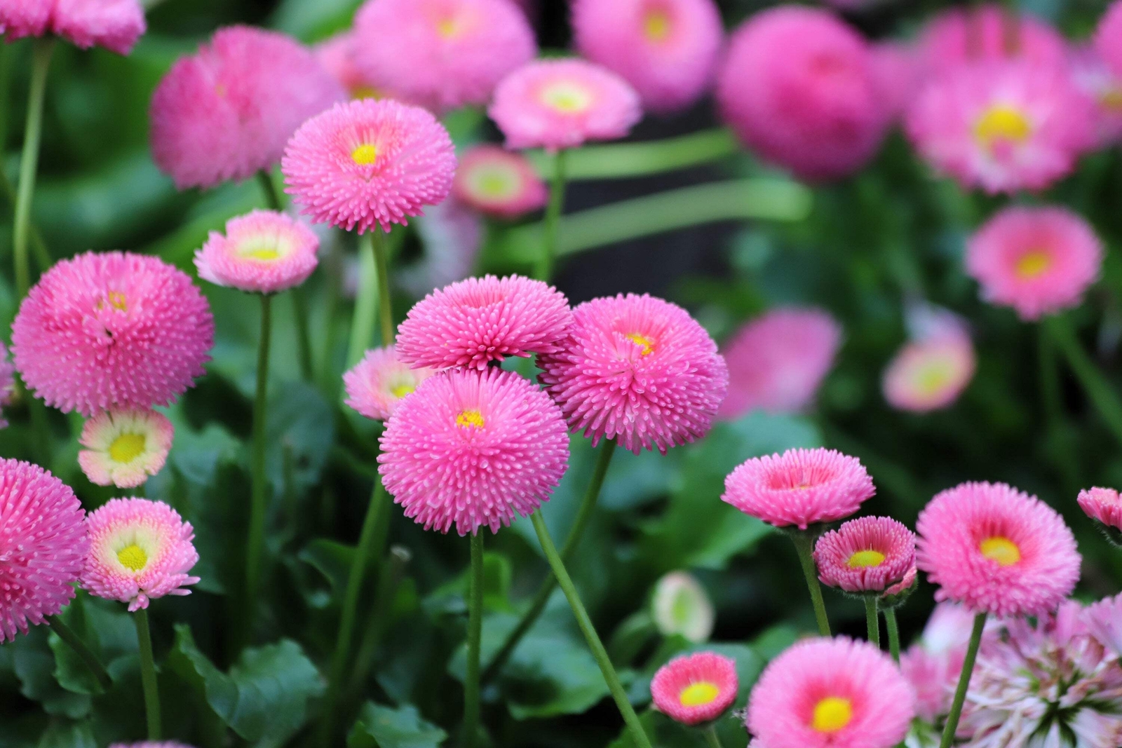 100 PINK ENGLISH DAISY Bellis Perennis Flower Seeds *Flat S/H