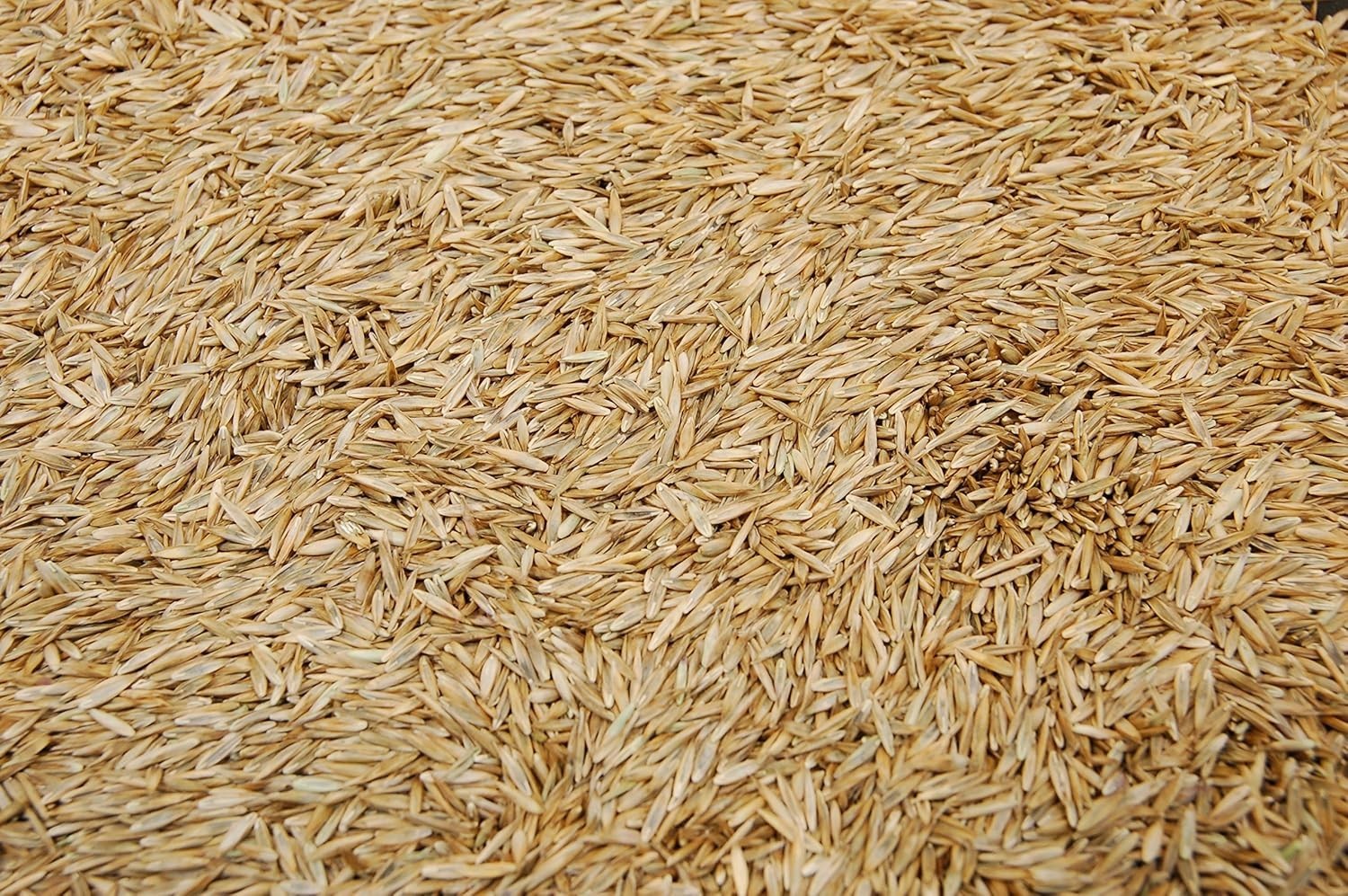 Durable Kentucky 31 Tall Fescue Grass Seed – For Heavy Traffic Areas 3lbs
