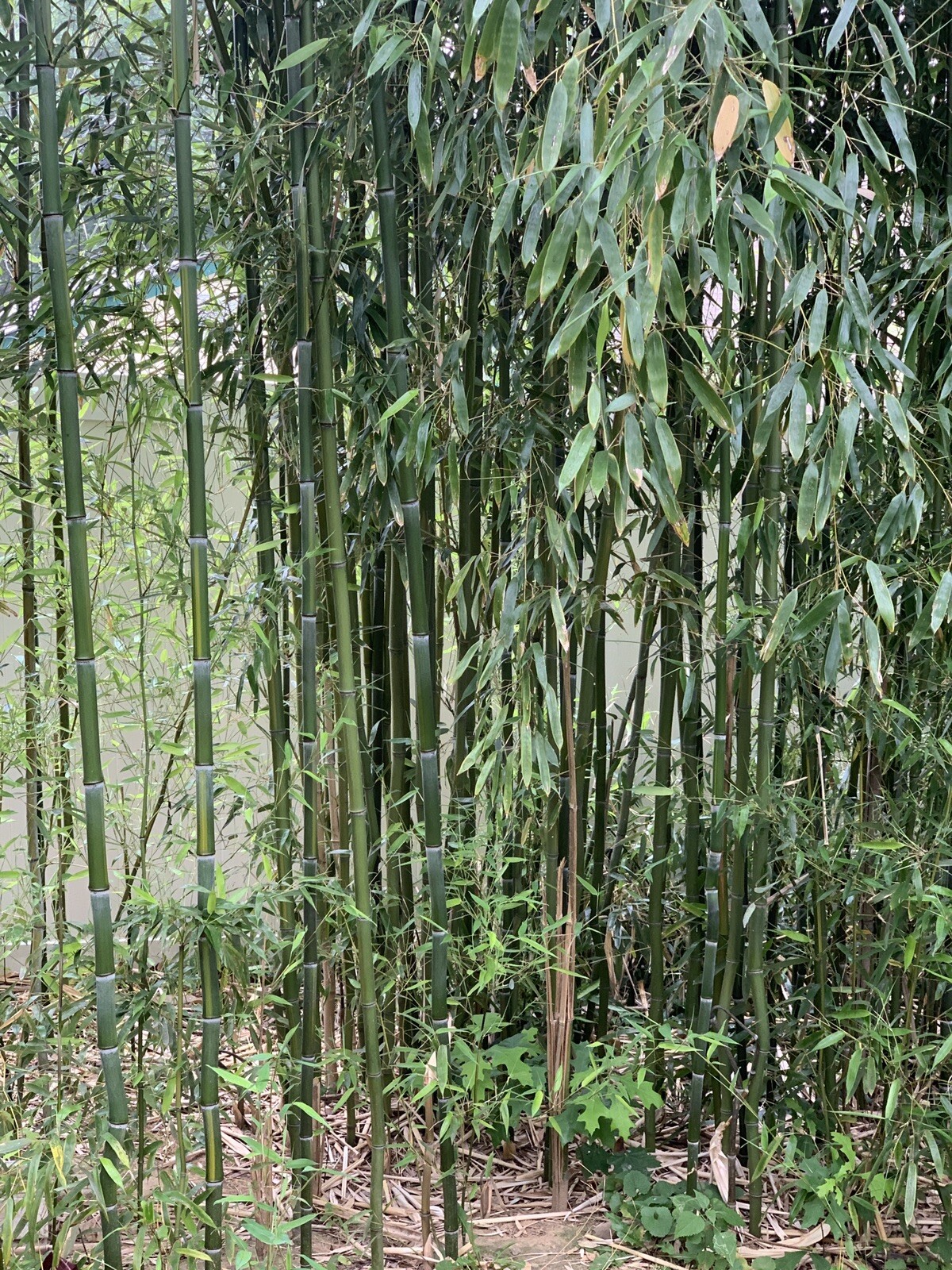 2 Bamboo Roots – Live, Great for Gardening and Privacy