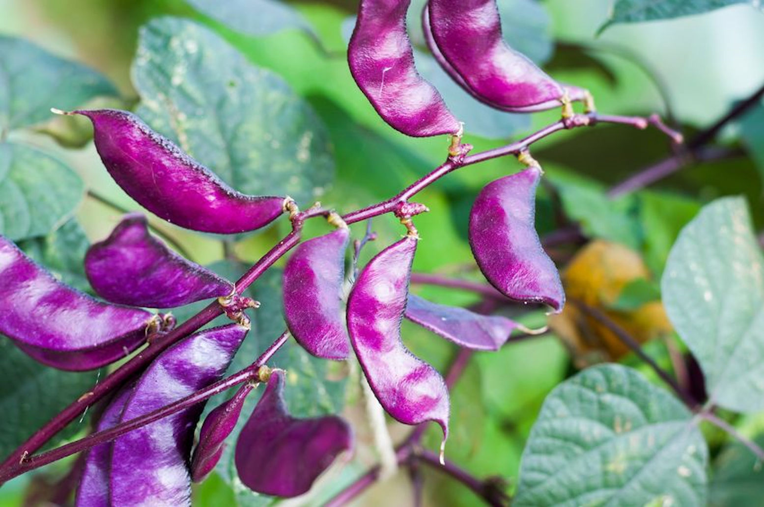 Lablab purpureus Hyacinth Ornamental Tropical Bean 10 Seeds Purple Flowers