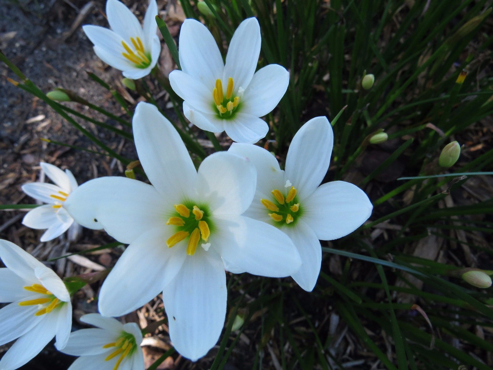 Rain Lily, Zephyranthes Candida #02 wide petals, 6 bulbs, habranthus