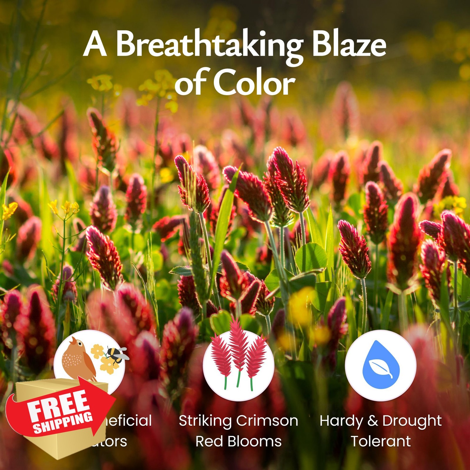 Created By Nature Crimson Clover Seeds 10000