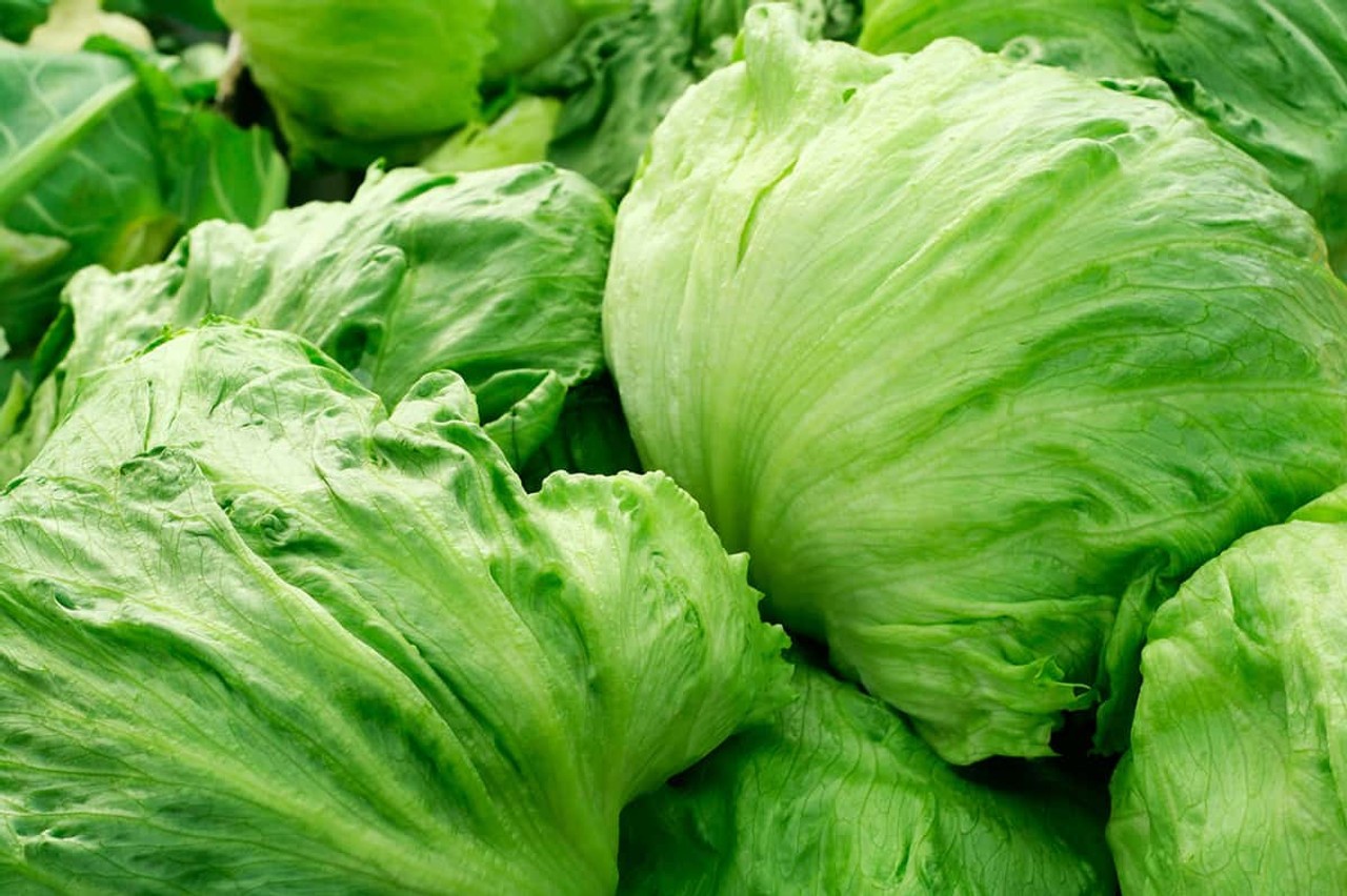 Iceberg Lettuce Head Seeds, NON-GMO, FREE SHIPPING
