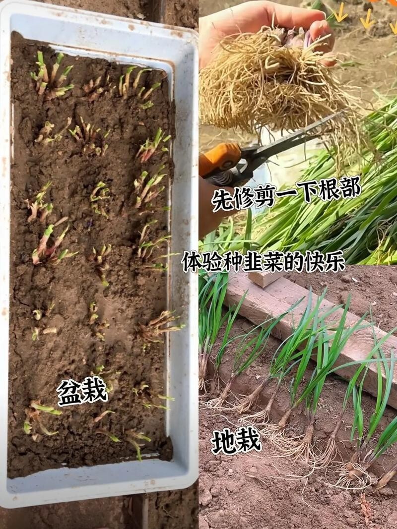 22 Chinese Garlic Chives 10+ yrs old Bareroots 韮菜裸根 부추 – edible delicious