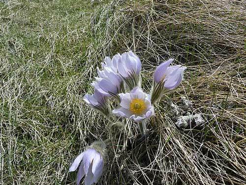 Pulsatilla patens var. wolfgangiana | May Day Flower | Pasque Flower | 50 Seeds