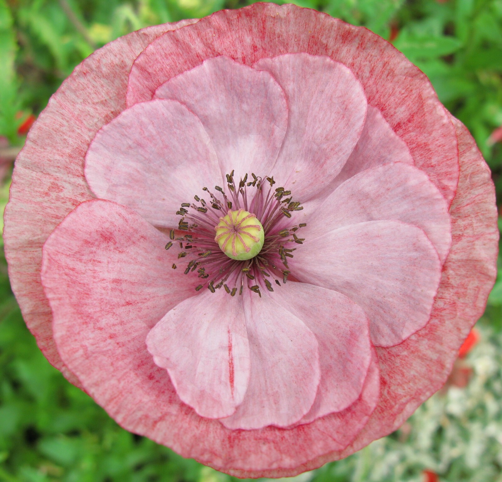 100+ Seeds Shirley Poppy Double Mixed Flower -Seed Pack