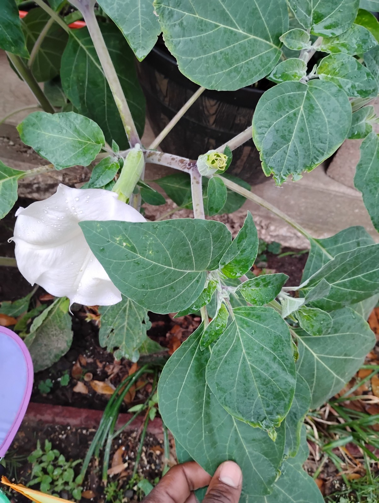 Datara Moonlight Trumpet