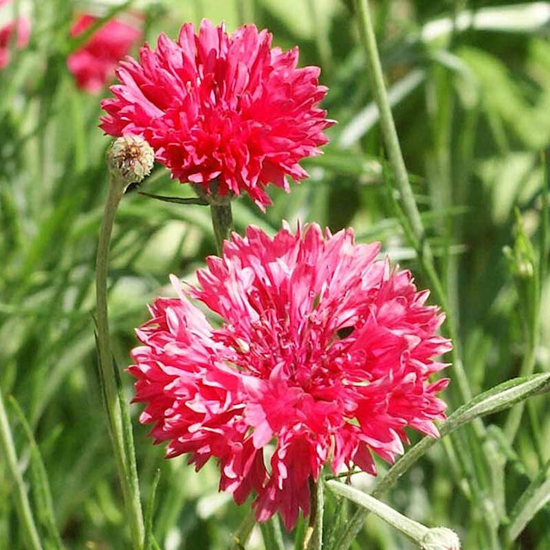 250+ BACHELOR BUTTON TALL RED CORNFLOWER FRESH HARVEST FOR GARDENS