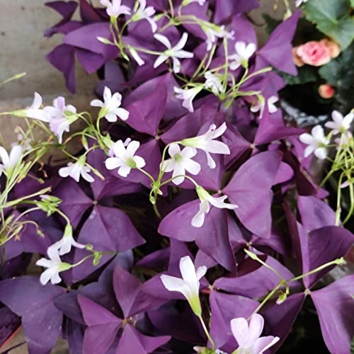 Purple Shamrocks Bulbs Oxalis Triangularis 12 Count Easy Grow Indoor Outdoor