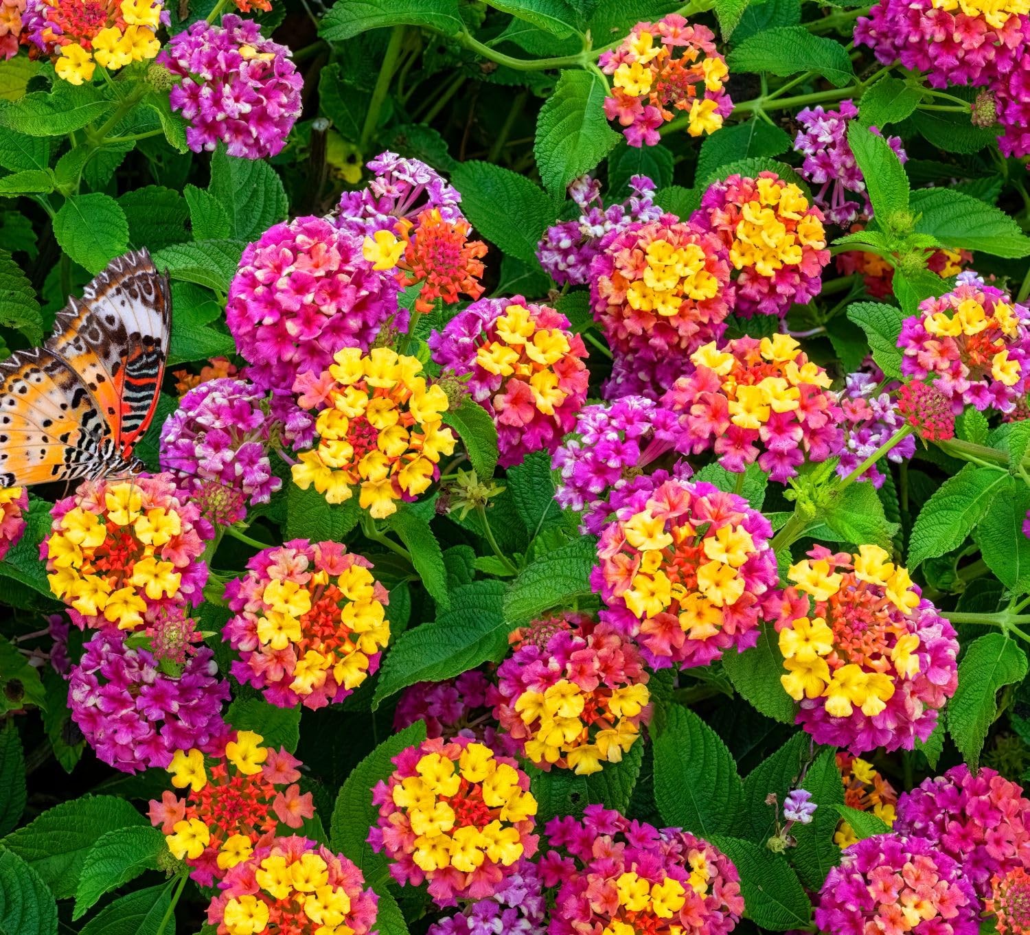50 pcs Lantana Flower Seeds – Colorful Seeds | Drought-Tolerant, Long-Bloomin…