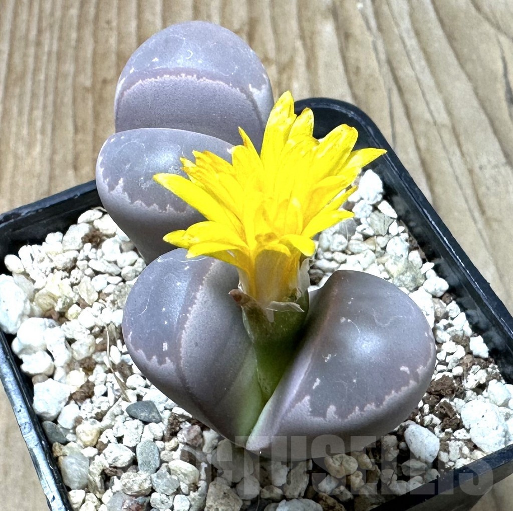Lithops Olivacea 8 Seeds Free Shipping!