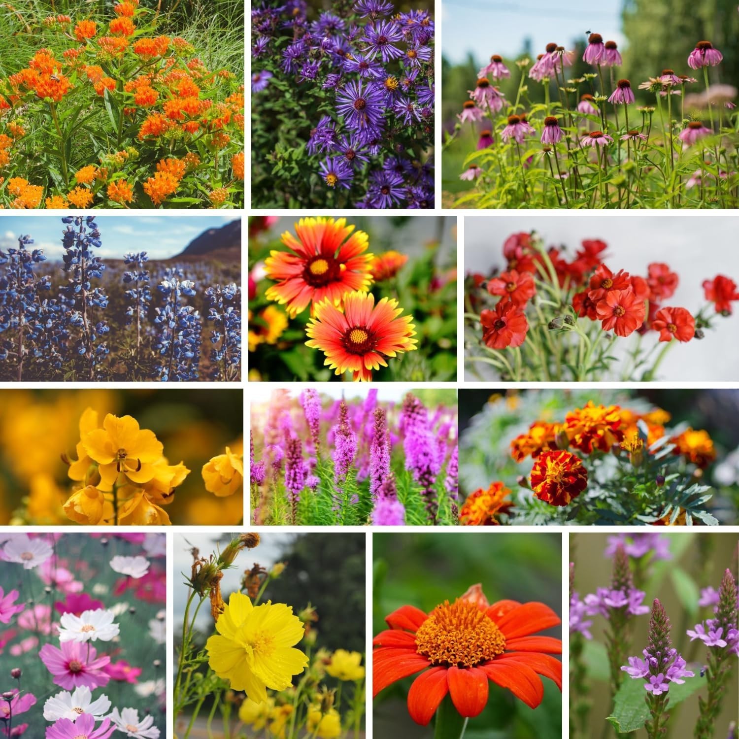100,000+ Heirloom Wildflower Seeds – Save The Monarchs for Vibrant Gardens