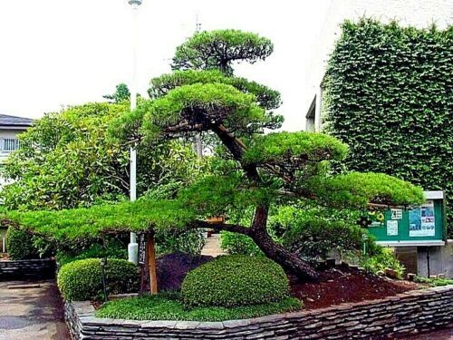 20 JAPANESE BLACK PINE TREE SEEDS (Pinus thunbergii) “Easy & Famous for Bonsai”