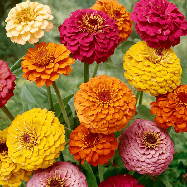 100 Cut and Come Again Zinnia Seeds. Organic. USA Seeds. Ships free