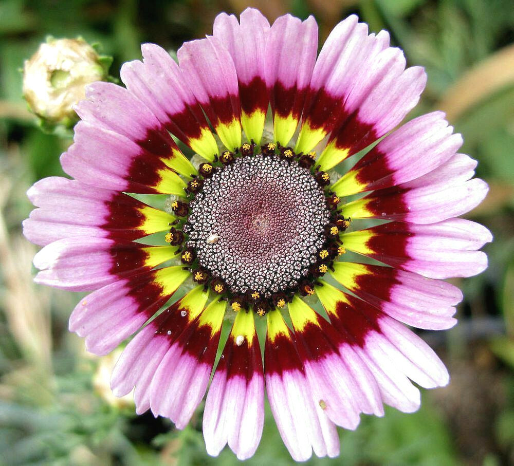 Painted Mix Daisy Seeds | Rainbow Sunflower Wildflower Daisies Flower Seed 2025