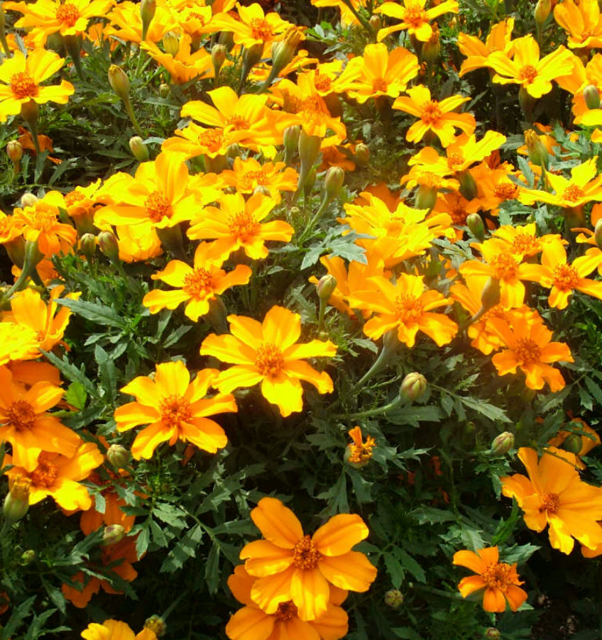 1 Pack of 25 Disco Orange Marigold Seeds (Tagetes patula) – Spring Planting