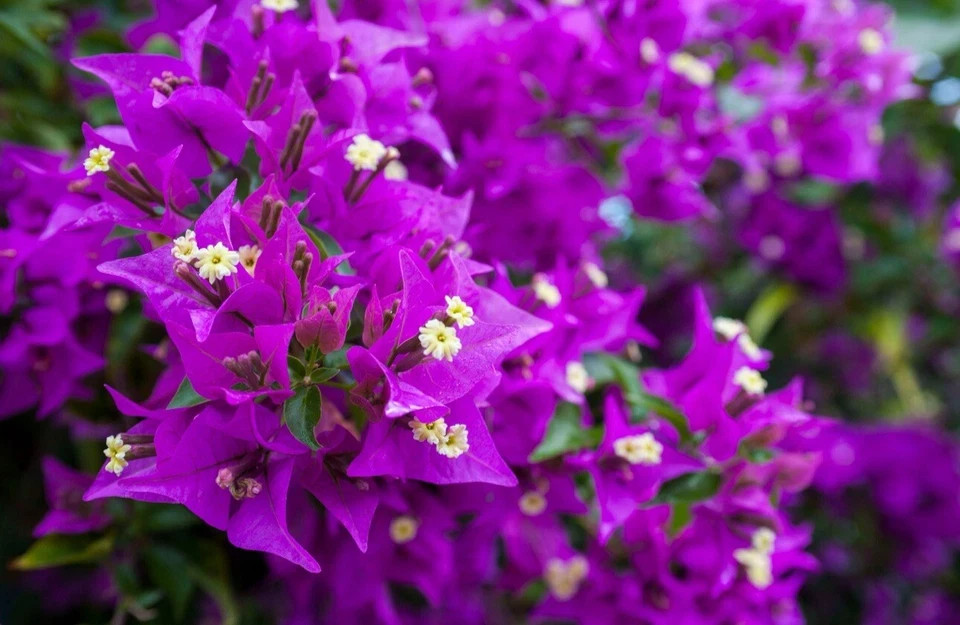 4” Pot of PURPLE MAJESTY Rooted Bougainvillea Plant-Height & Fullness Varies