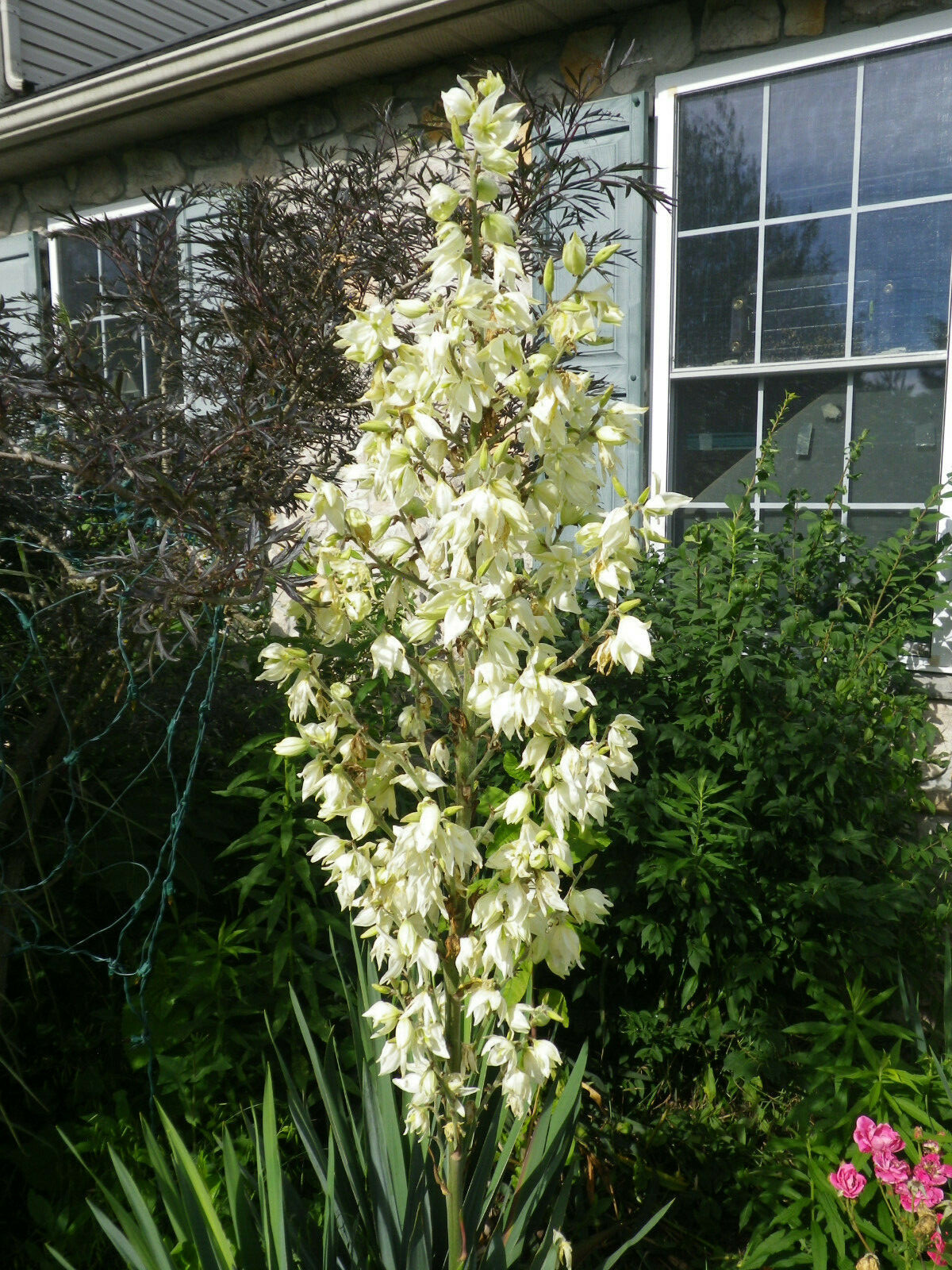 White Yucca Seeds – 25 Seeds. White Flower stem 5-6 ft. Blooms Mid-Summer.