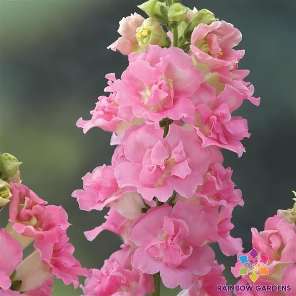 1000+ Legend Double Pink Snapdragon Seeds for Garden – USA – FREE SHIPPING!
