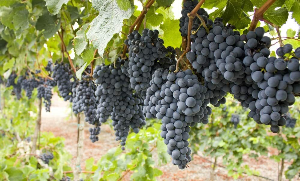 50 Wine Grape Vine Seeds for Planting Ships from Iowa, USA