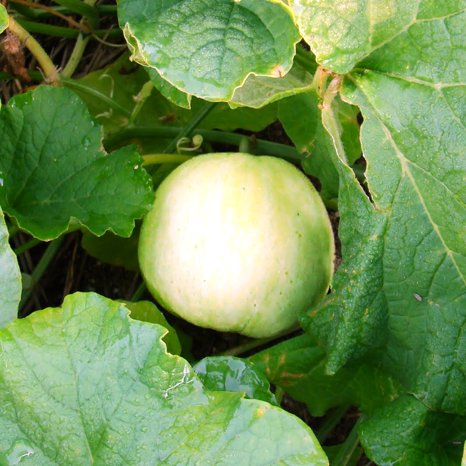 Sakata’s Sweet Melon Seeds (Asian) | Conomon Small Thin Wall Honeydew Seed 2025