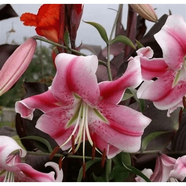 5 Trumpet Lily Anatasia Bulbs–