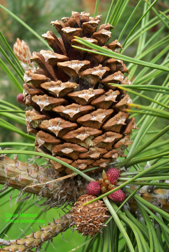 Ponderosa Pine, Pinus ponderosa, Tree Seeds
