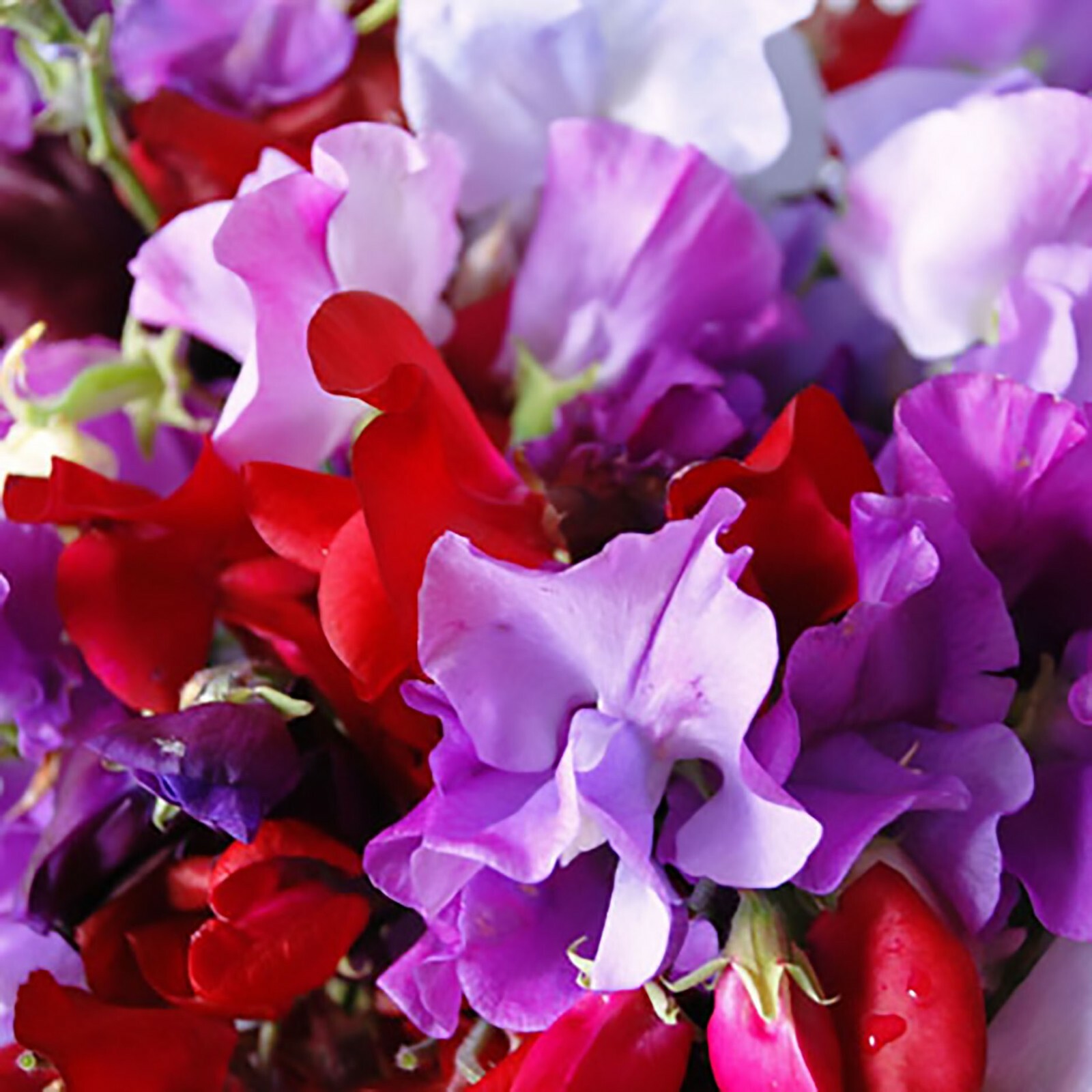 Fragrant Sweet Pea Royal Family Mix, Lathyrus odoratus, Annual Vine Seeds
