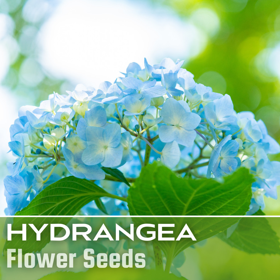 Nikko Blue Hydrangea Seeds 85 or 250 Seeds Flower, Flower Seeds, Non GMO