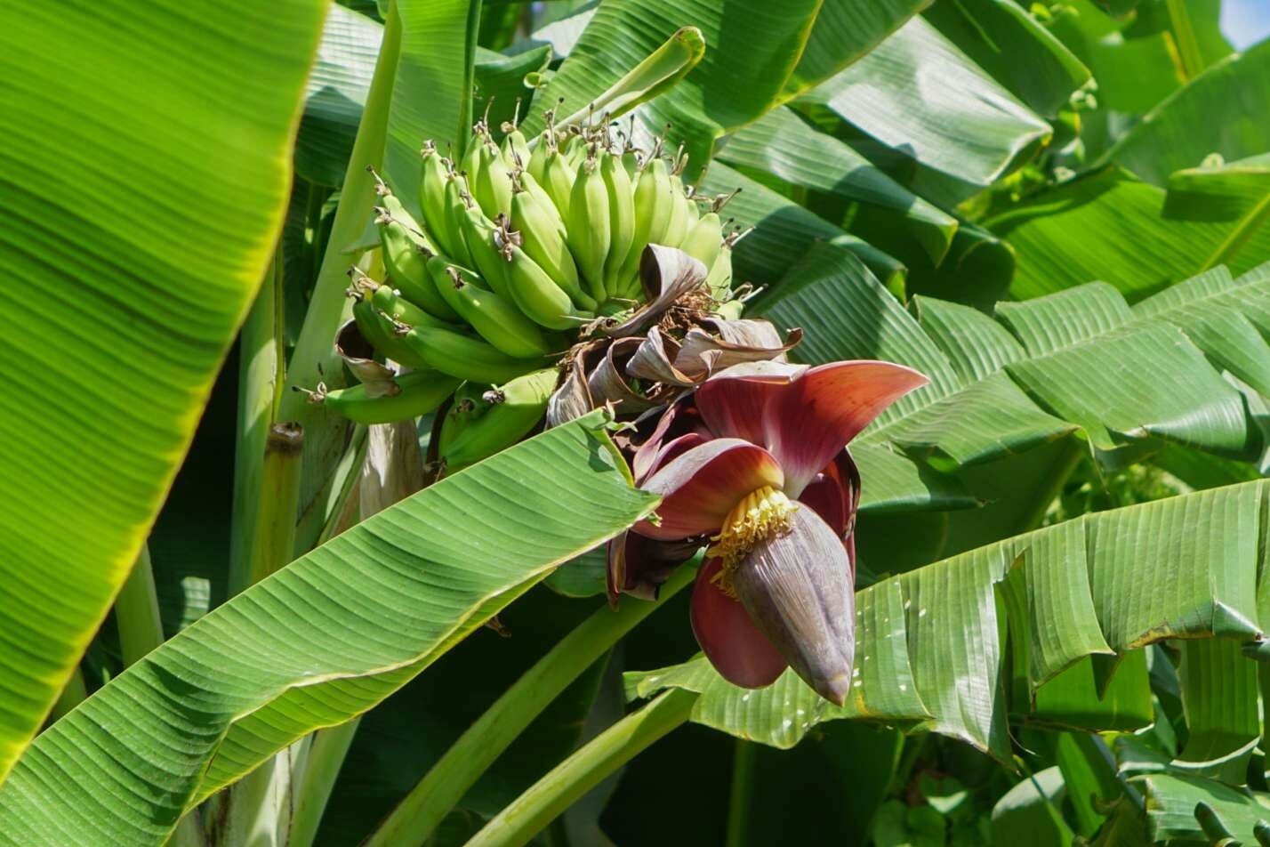 Musa sikkimensis | Darjeeling & Hookers Hardy Banana | 5_Seeds