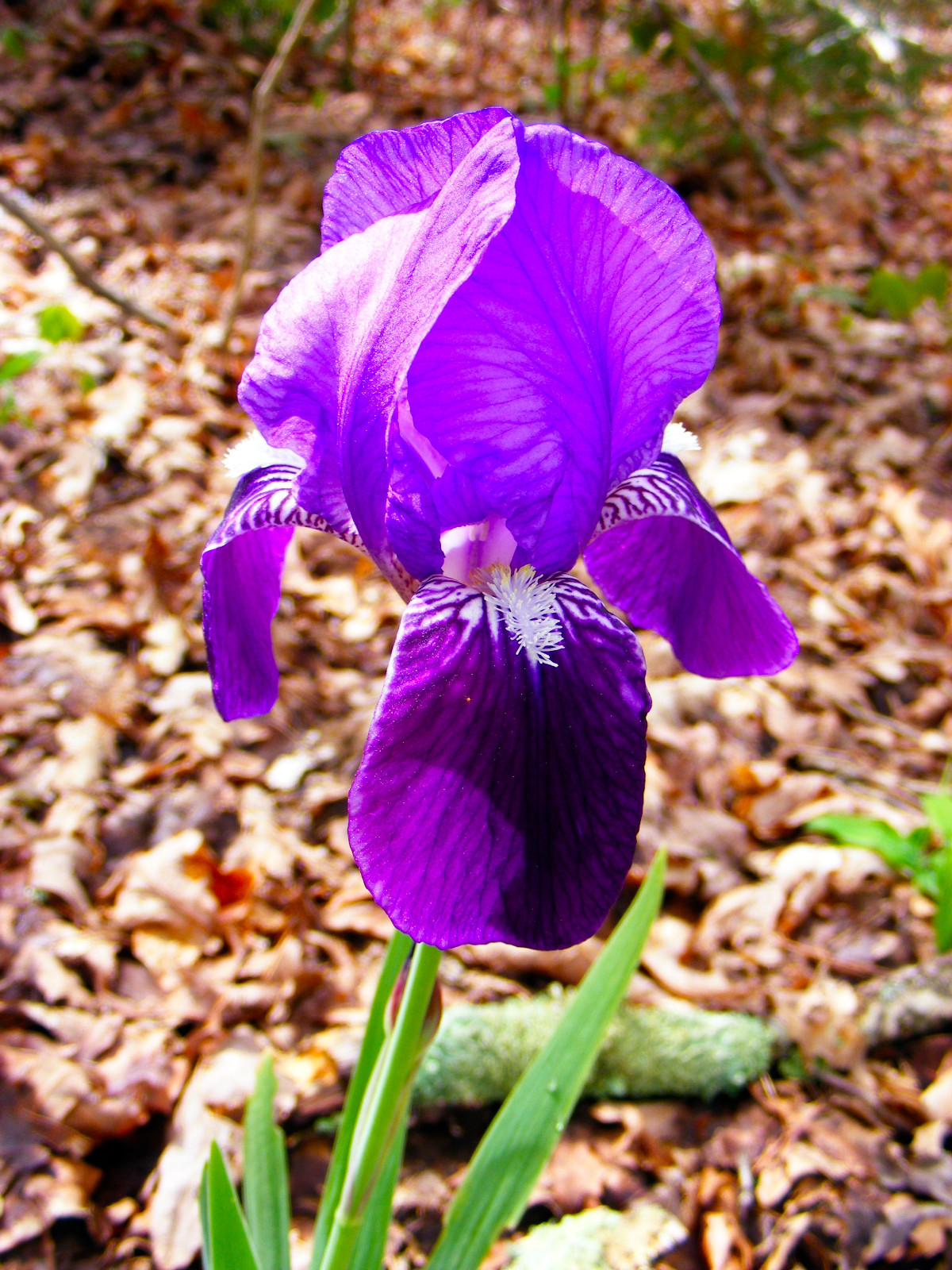 Iris Bulbs Southern ! VIOLET / BLUE
