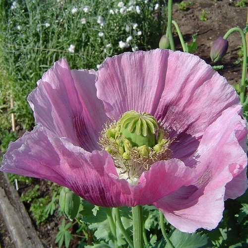 Over 5,000 Organic Giant Hungarian Papavaer Somniferum Poppy Seeds For Planting