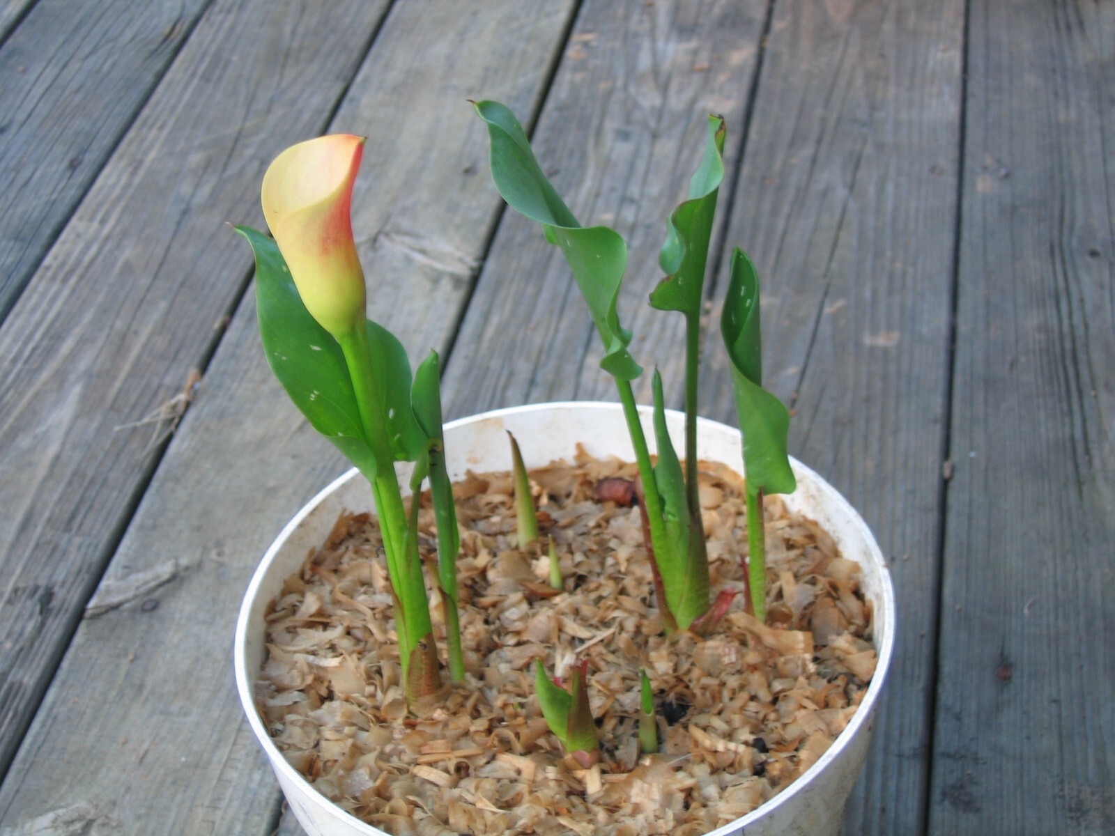1 Calla Lily (Zantedeschia) Bulb — Yellow Color with Light Red on the Edge