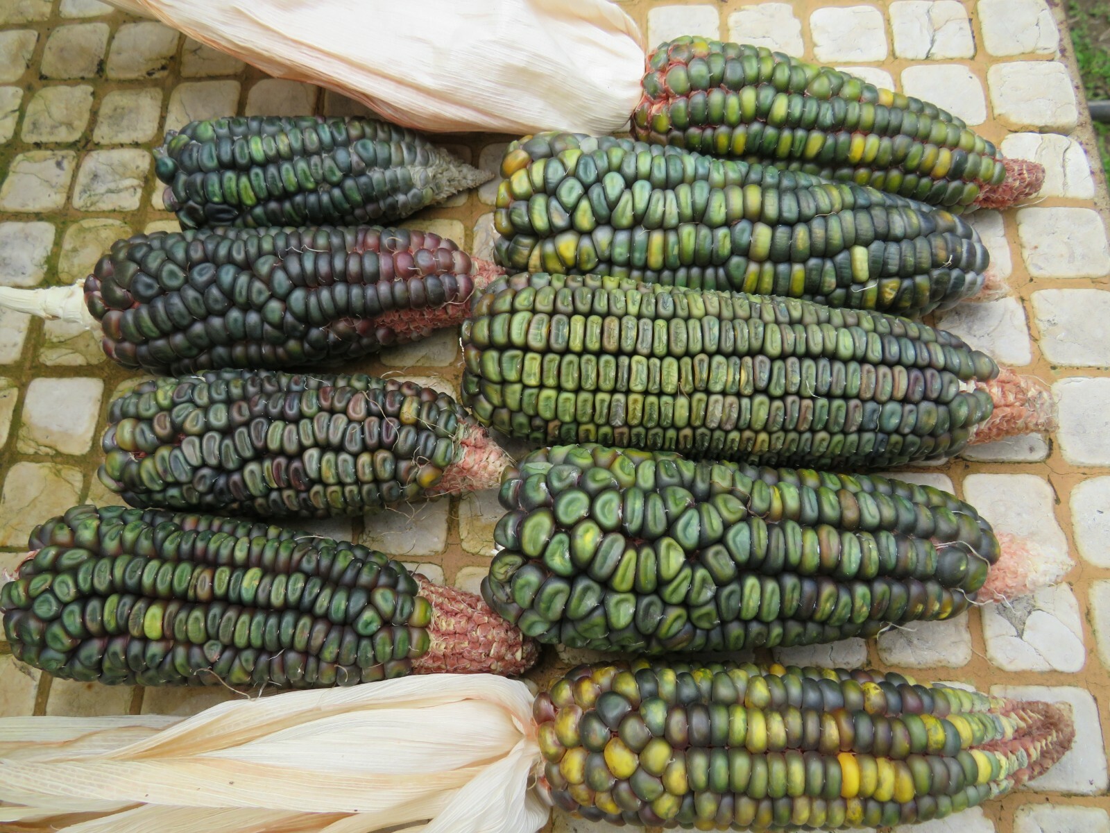 70+ Green Oaxacan Corn Organically Grown Non GMO Heirloom Open Pollinated USA