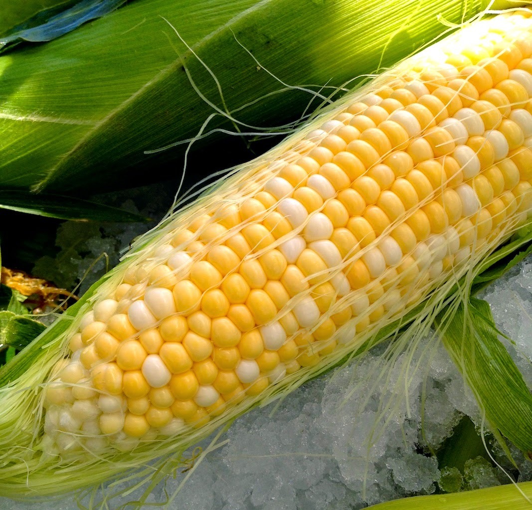 23 SEEDS – corn PEACHES AND CREAM bi-color SWEET GroCo# USA – BUY 15-SHIPS FREE