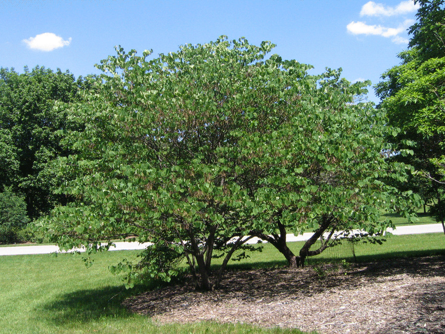 Eastern Red Bud, Cercis Canadensis Tree Seeds