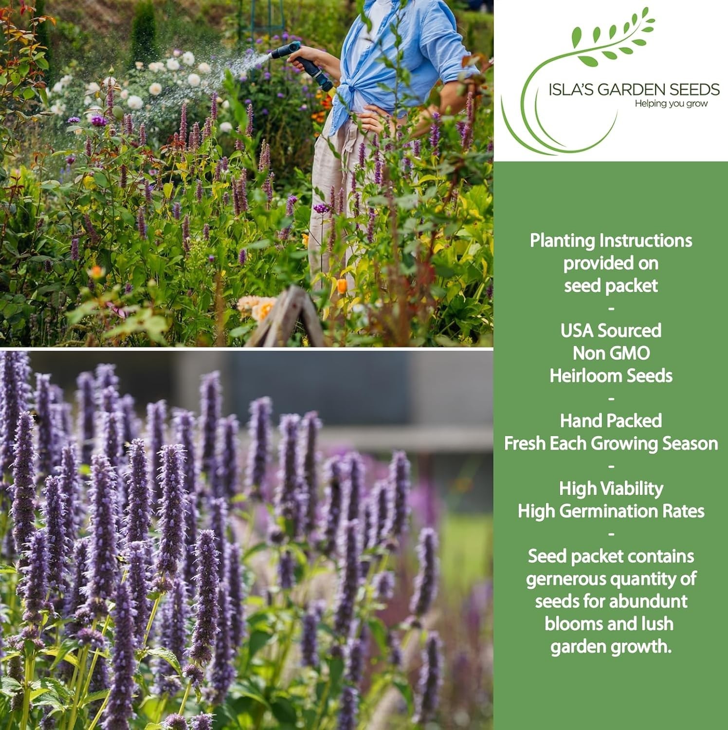 250+ Purple Giant Hyssop Seeds – Easy Growing for Colorful Summer Blooms