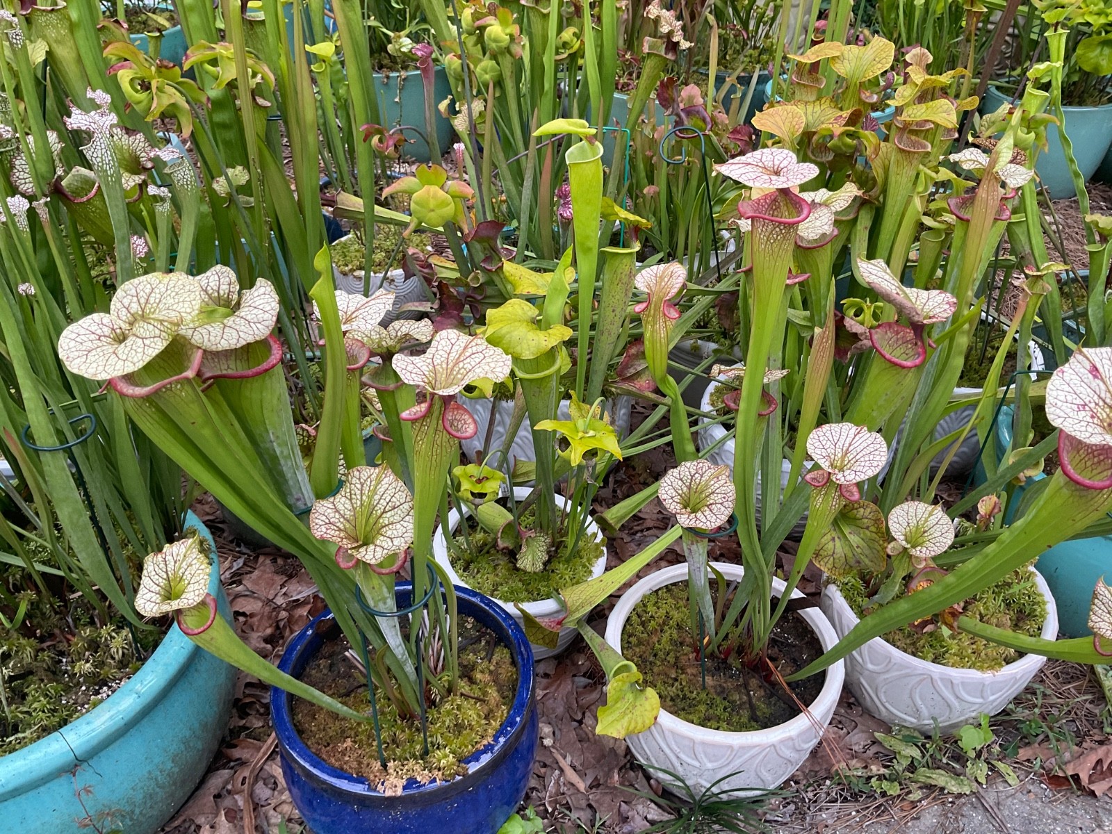 Sarracenia Pitcher Plant Seeds-100+ Maxsea Plant Food