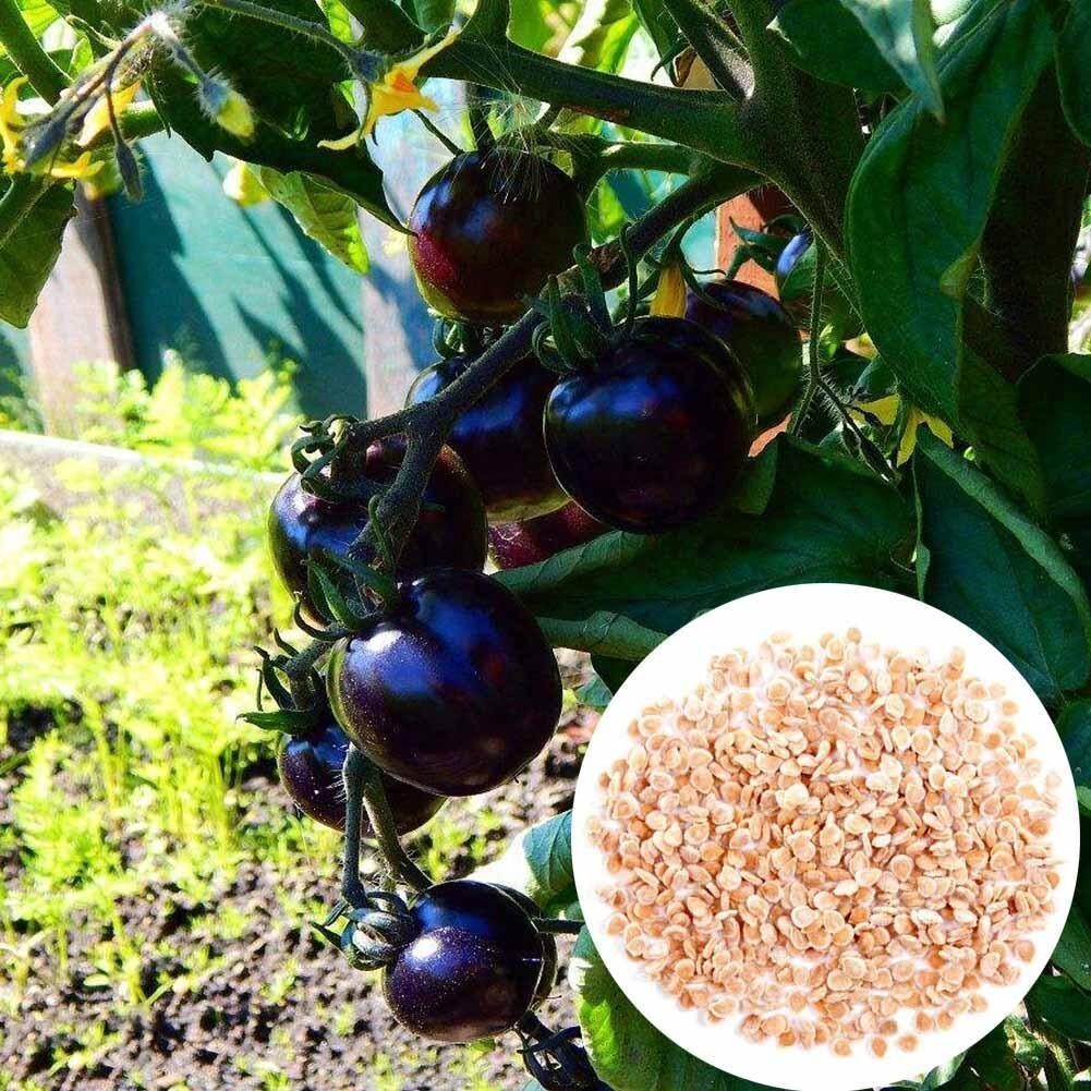 120+ EUROPEAN BLACK CHERRY TOMATO SEEDS – SWEET – HEIRLOOM -NON GMO – RARE