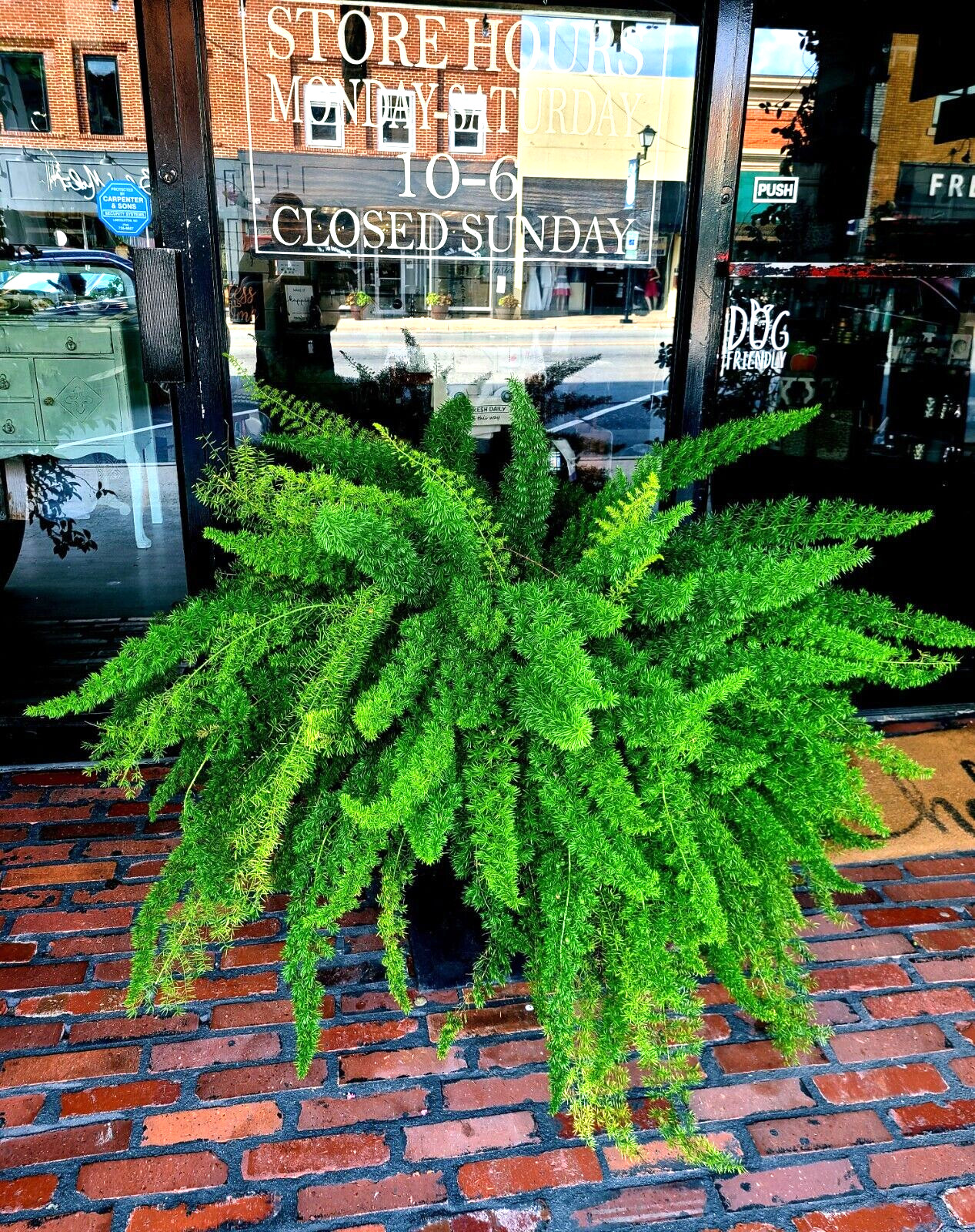 10 ASPARAGUS FOXTAIL FERN Seeds Myers Houseplant Tropical Flower Garden RARE!