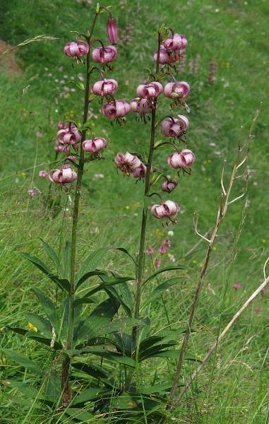 Lilium martagon | Martagon Lily | Turk’s Cap Lily | 10 Seeds