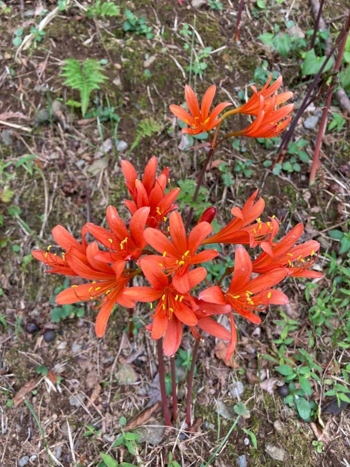 3 ORANGE Spider Lily Bulbs Lycoris Sanguinea from Japan
